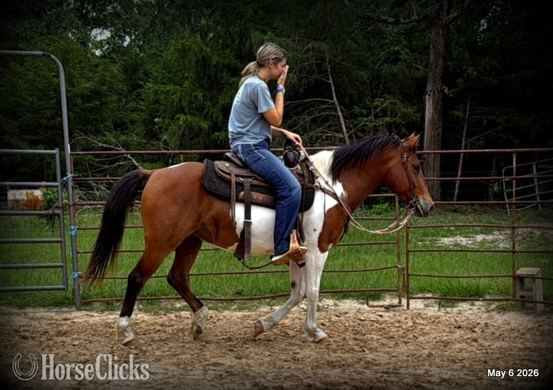 "Coca" Overo Mare Quarter Horse - Quarter Horse