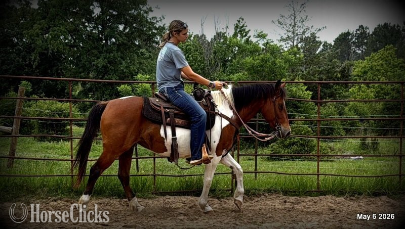 "Coca" Overo Mare Quarter Horse Texas