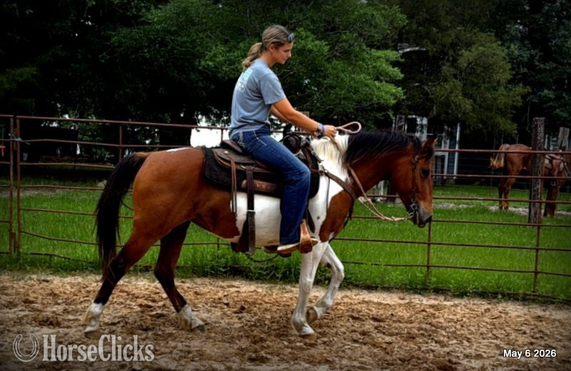 Quarter Horse - "Coca" Overo Mare Quarter Horse in Texas