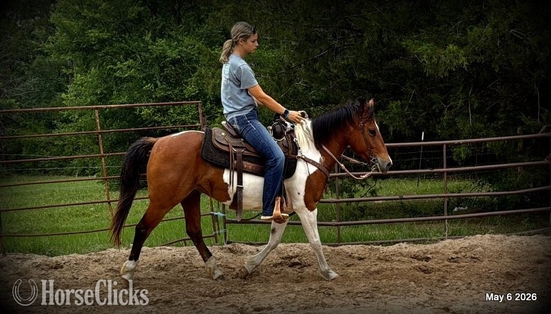 Quarter Horse - "Coca" Overo Mare Quarter Horse