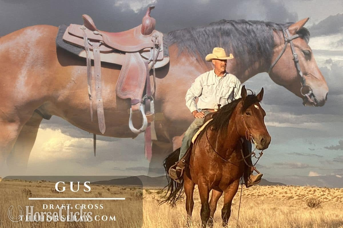 "Gus" Bay Gelding Draft in New Mexico