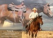 "Gus" Bay Gelding Draft