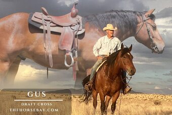 "Gus" Bay Gelding Draft