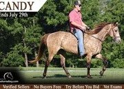 "Candy" Buckskin Mare Rocky Mountain