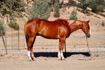 "CADILLAC CHROME" Sorrel Gelding Quarter Horse