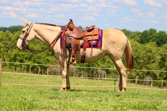 "My Maria "  Mare Mule