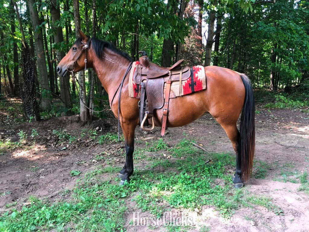 "Debbie" Bay Mare Mustang in Wisconsin