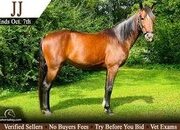 "JJ" Bay Gelding Racking Horse