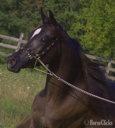 "The Night Mist pma" Black Mare Arabian in Pennsylvania