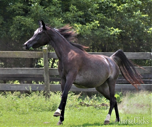 "The Night Mist pma" Black Mare Arabian