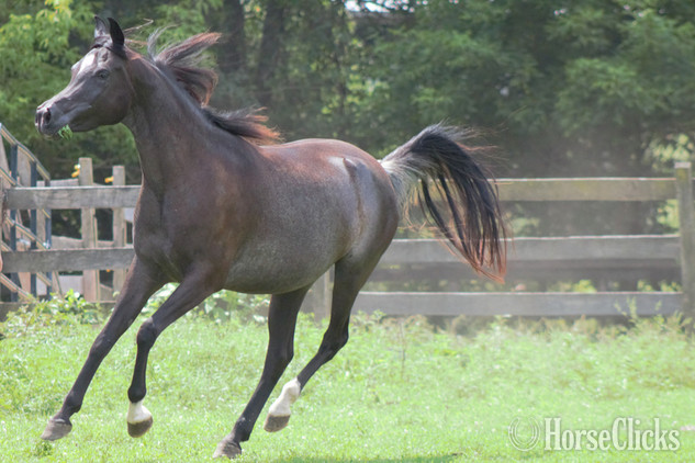 Pennsylvania "The Night Mist pma" Black Mare Arabian