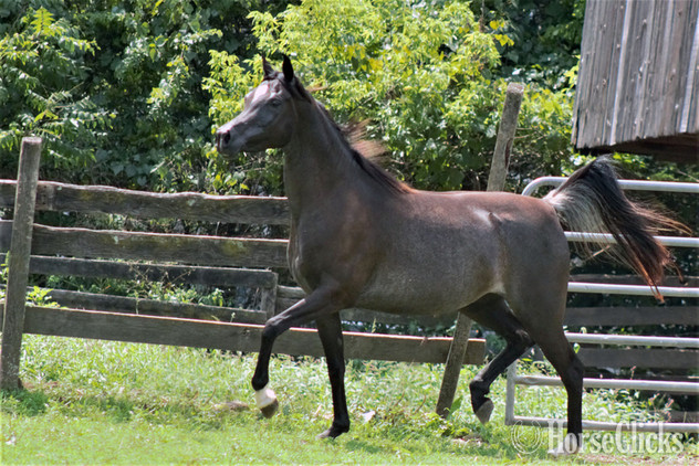 "The Night Mist pma" Black Mare Arabian - Arabian in Pennsylvania