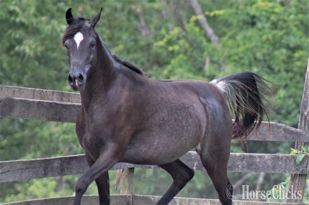 "The Night Mist pma" Black Mare Arabian - Arabian