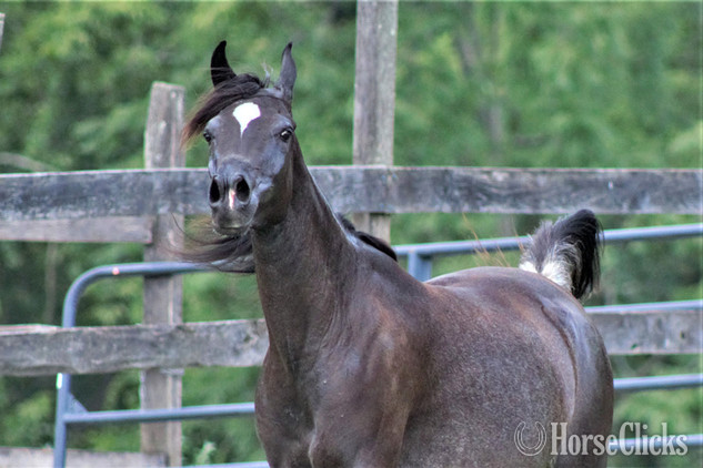 "The Night Mist pma" Black Mare Arabian Pennsylvania