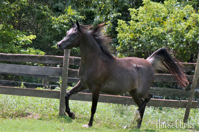 Arabian - "The Night Mist pma" Black Mare Arabian in Pennsylvania
