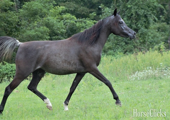 Arabian - "The Night Mist pma" Black Mare Arabian