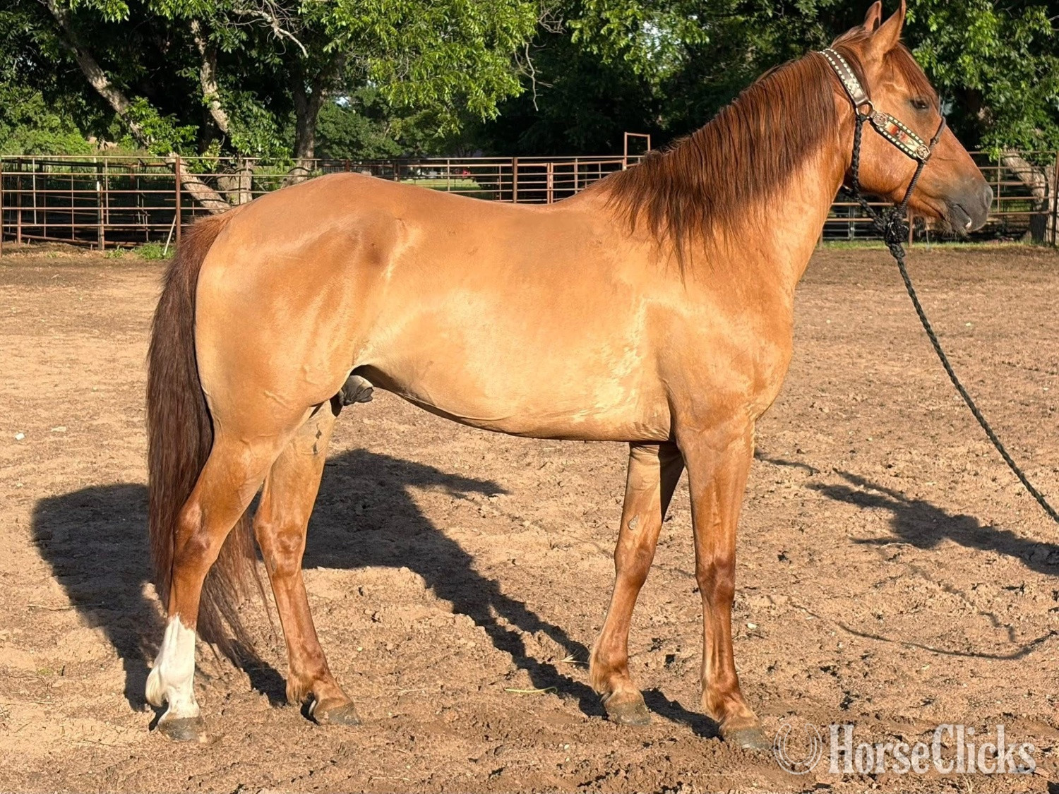 "Rocky" Red Dun Gelding Quarter Horse in Washington