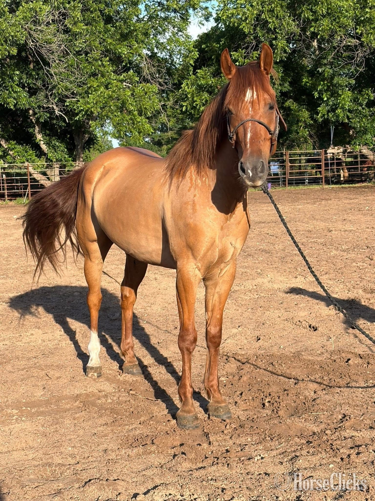"Rocky" Red Dun Gelding Quarter Horse