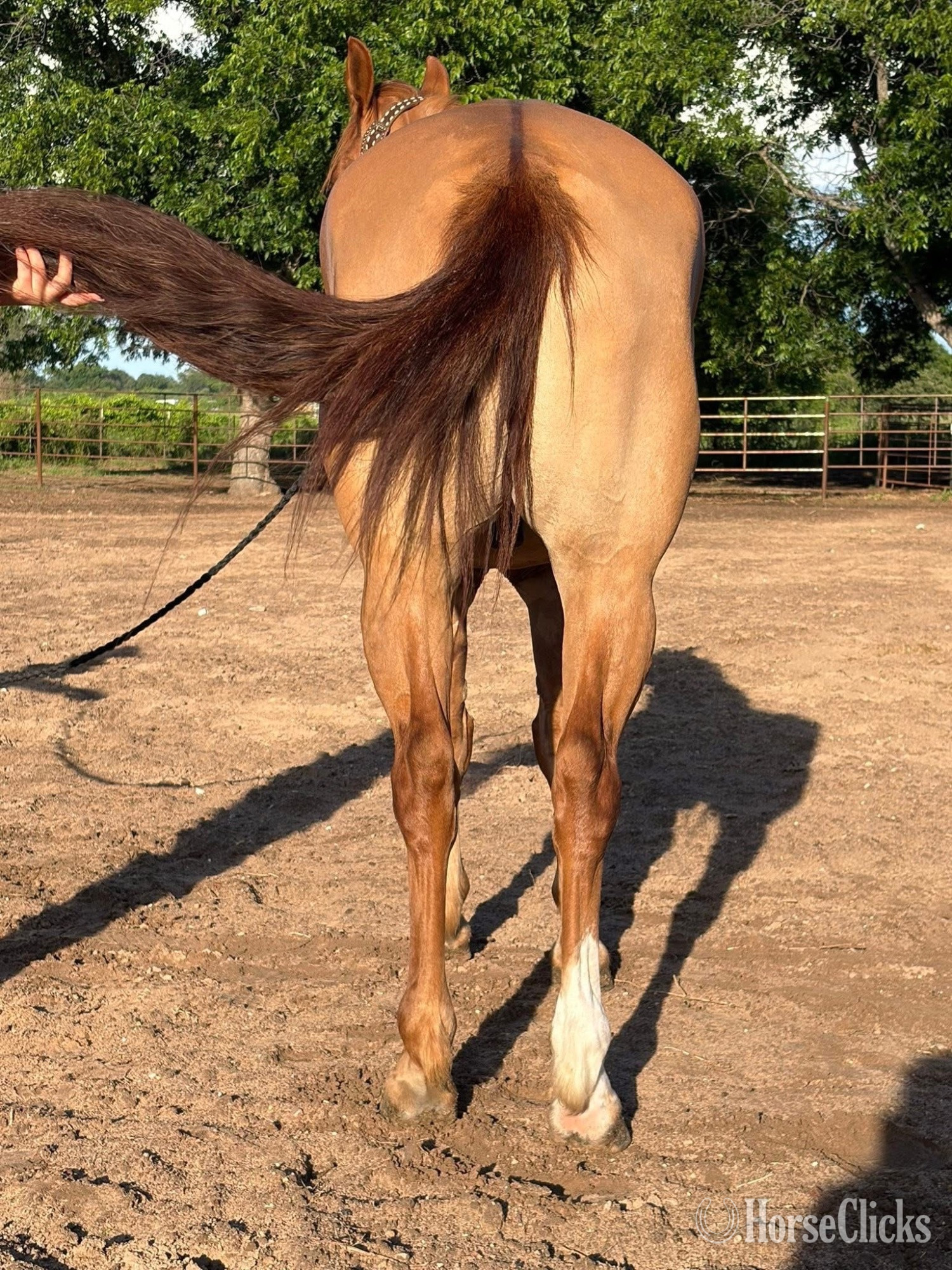 "Rocky" Red Dun Gelding Quarter Horse - Quarter Horse in Washington