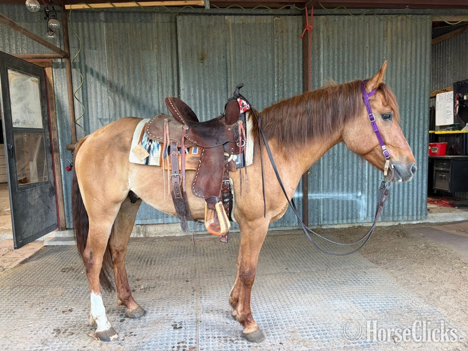 "Rocky" Red Dun Gelding Quarter Horse - Quarter Horse