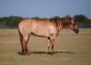 "Jewel " Dun Mare Quarter Horse