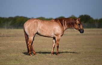 "Jewel " Dun Mare Quarter Horse