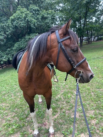 "Jake" Bay Gelding Quarter Horse