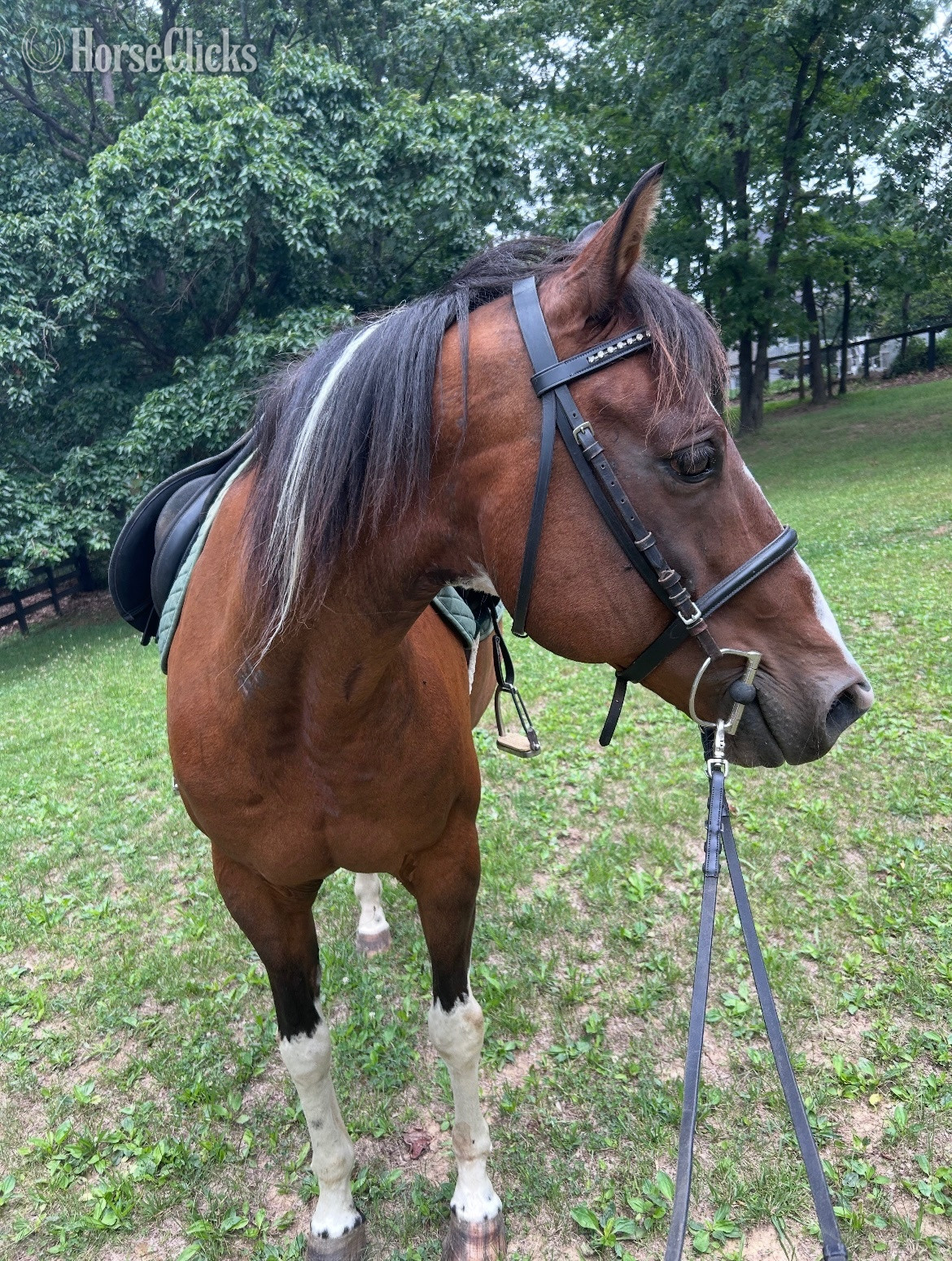 "Jake" Bay Gelding Quarter Horse in Virginia