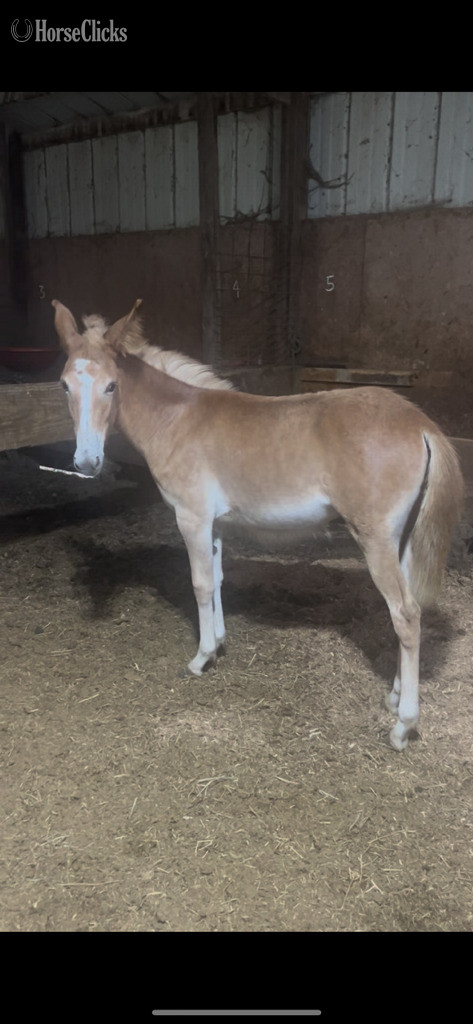"Maddie Mae" Sorrel Filly Mule in Wisconsin