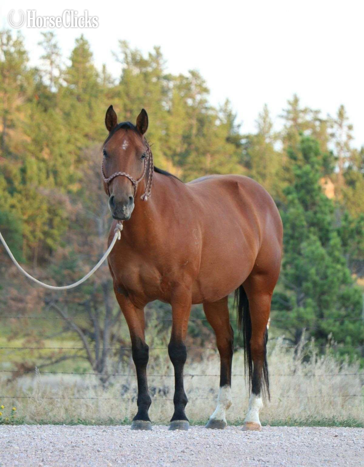 "Maddie Mae" Sorrel Filly Mule