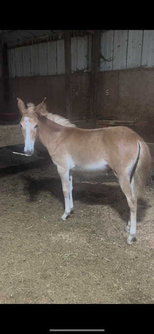 "Maddie Mae" Sorrel Filly Mule