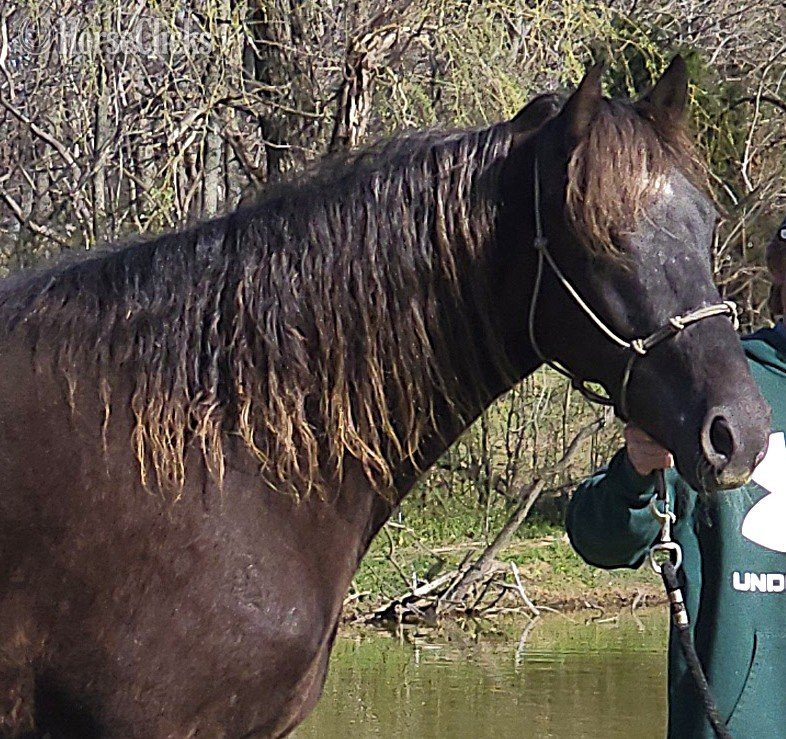 "DF's Worth More Than Gold" Chocolate Gelding Rocky Mountain in Kentucky