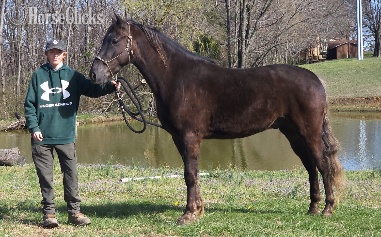 "DF's Worth More Than Gold" Chocolate Gelding Rocky Mountain