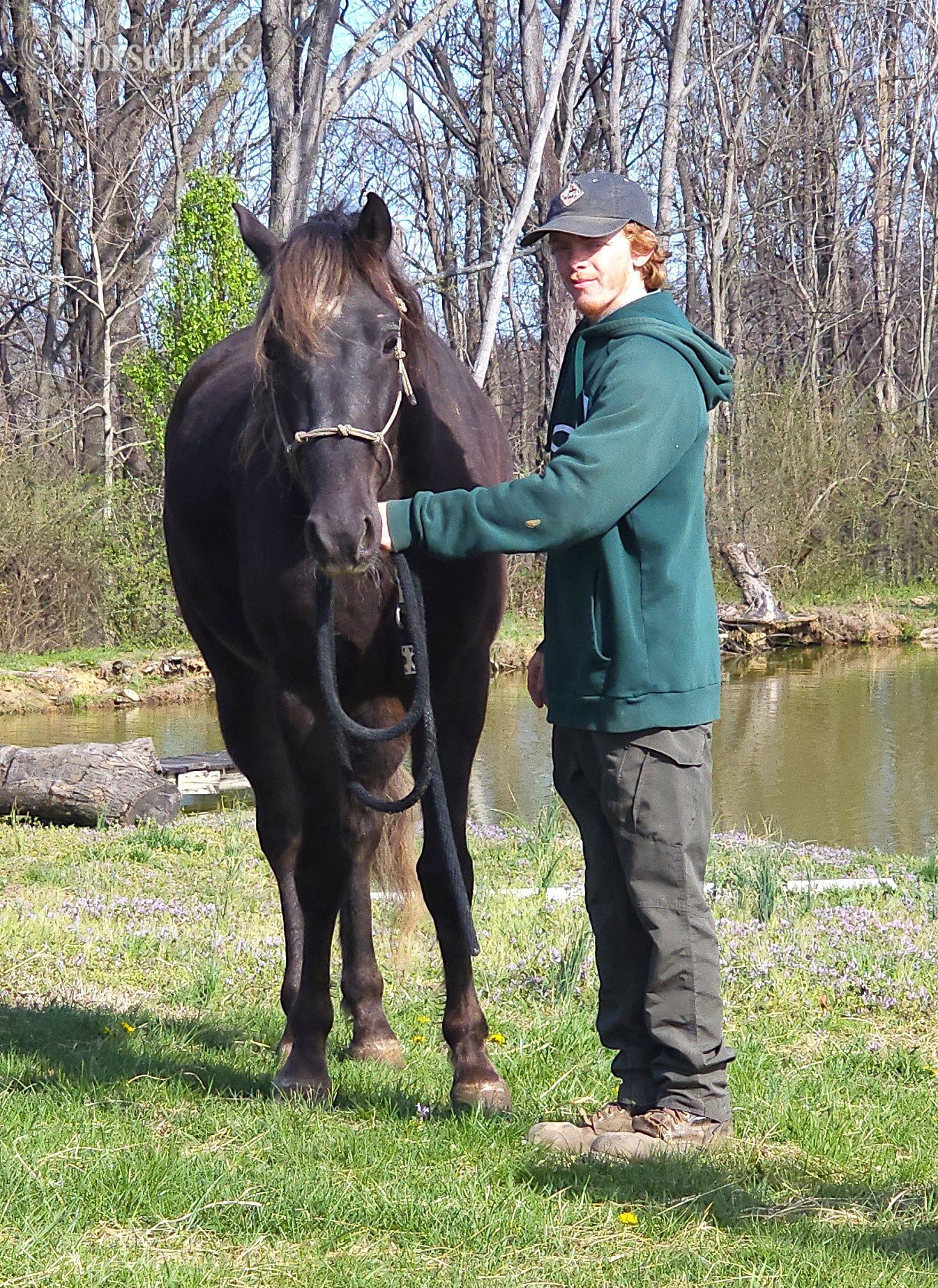 Kentucky "DF's Worth More Than Gold" Chocolate Gelding Rocky Mountain