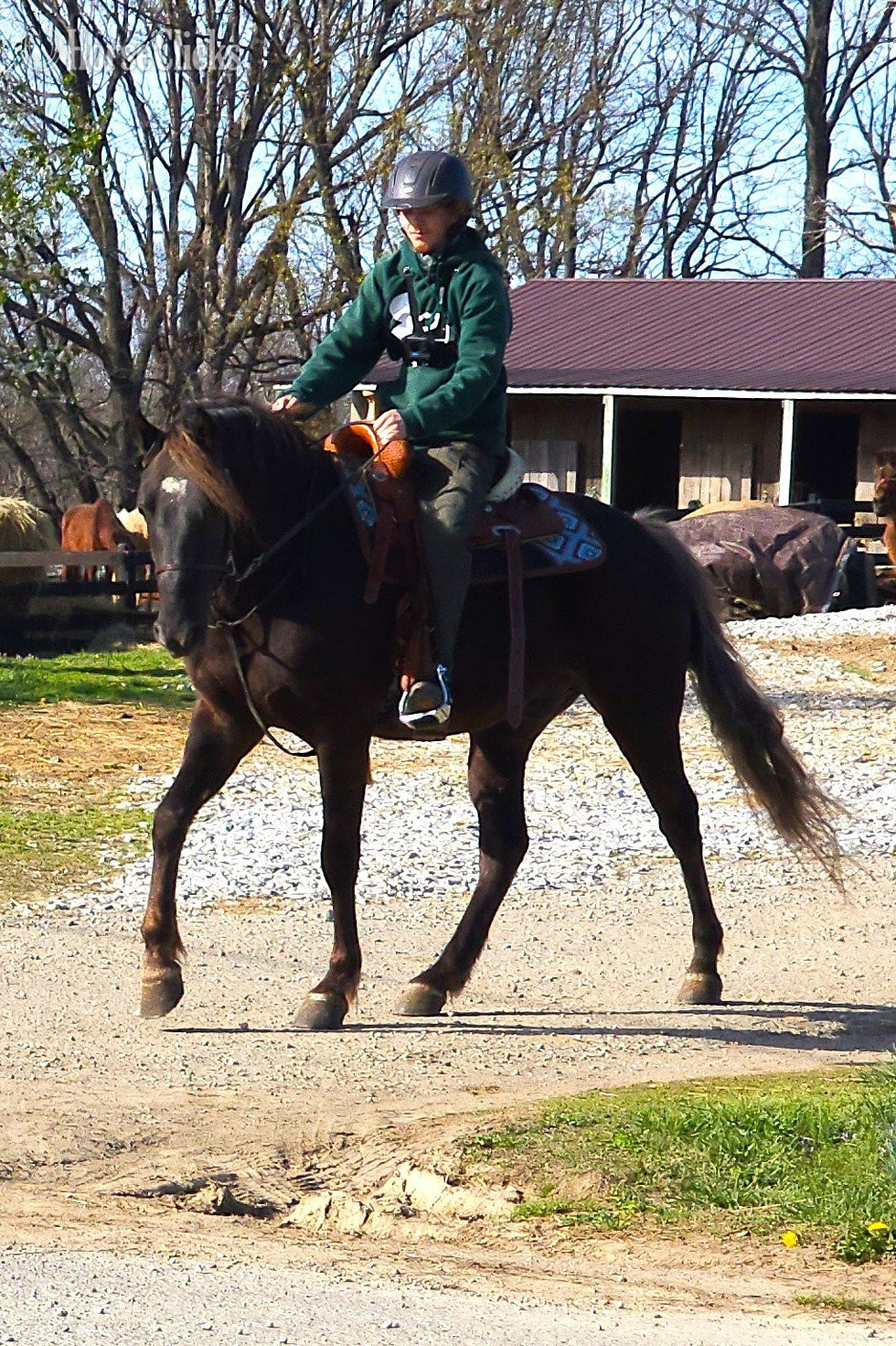 "DF's Worth More Than Gold" Chocolate Gelding Rocky Mountain - Rocky Mountain