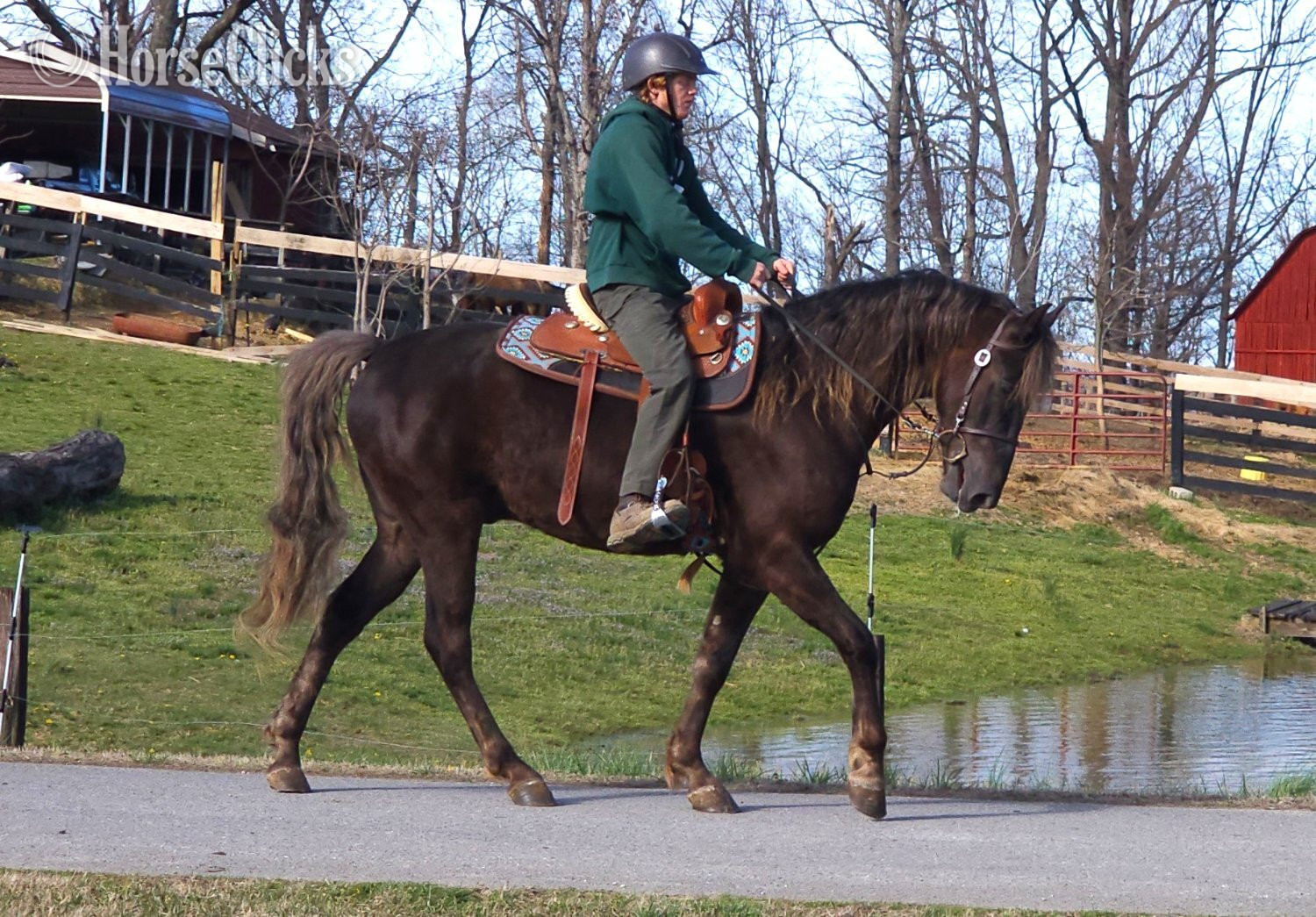 "DF's Worth More Than Gold" Chocolate Gelding Rocky Mountain Kentucky