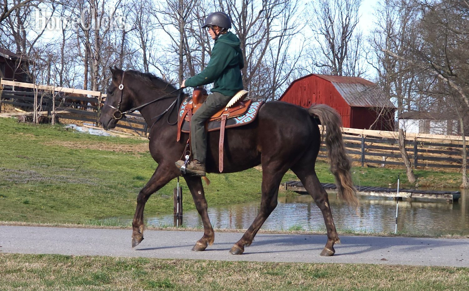 Rocky Mountain - "DF's Worth More Than Gold" Chocolate Gelding Rocky Mountain in Kentucky