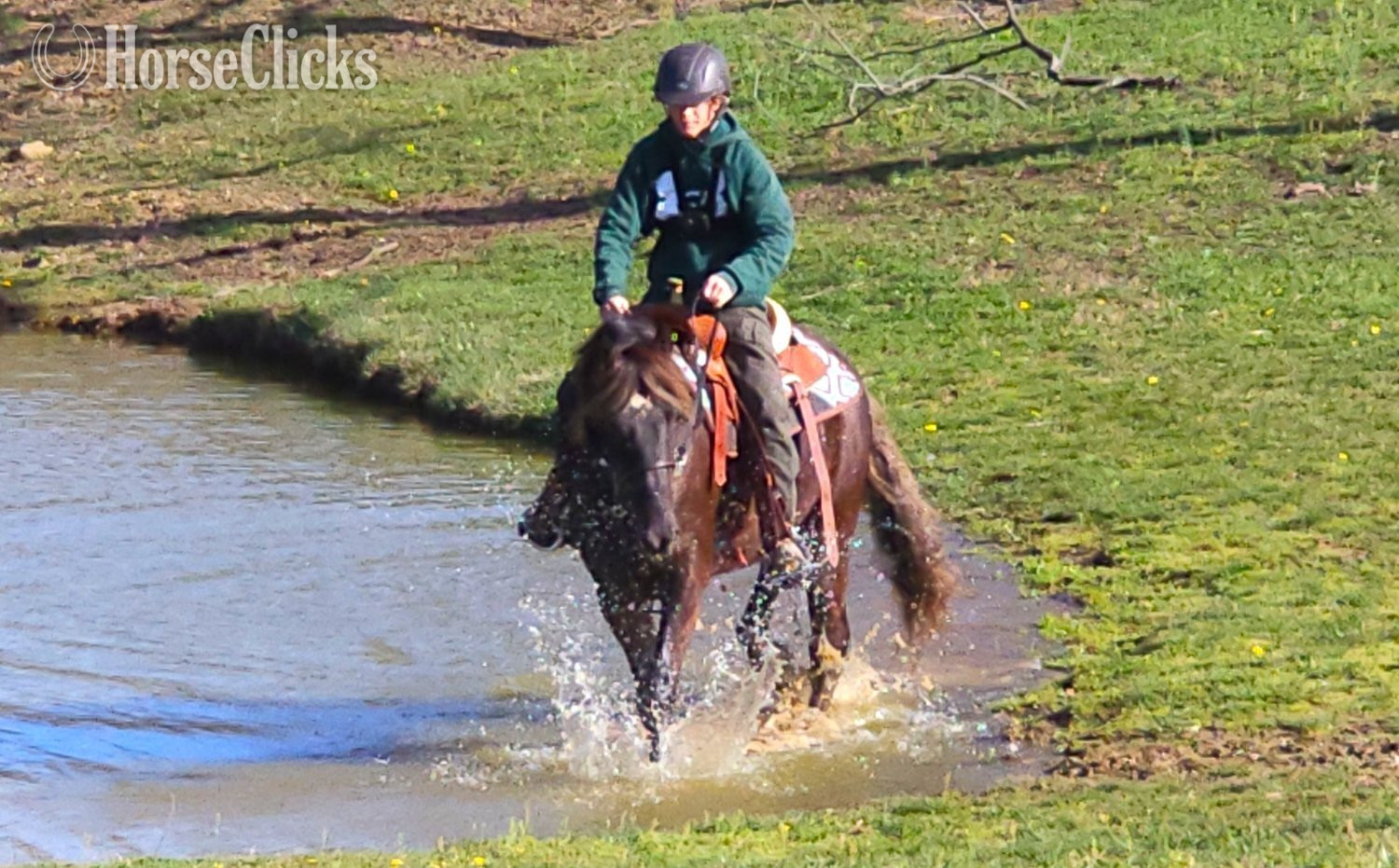 Rocky Mountain - "DF's Worth More Than Gold" Chocolate Gelding Rocky Mountain