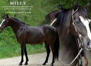 "Milly" Black Mare Missouri Fox Trotter