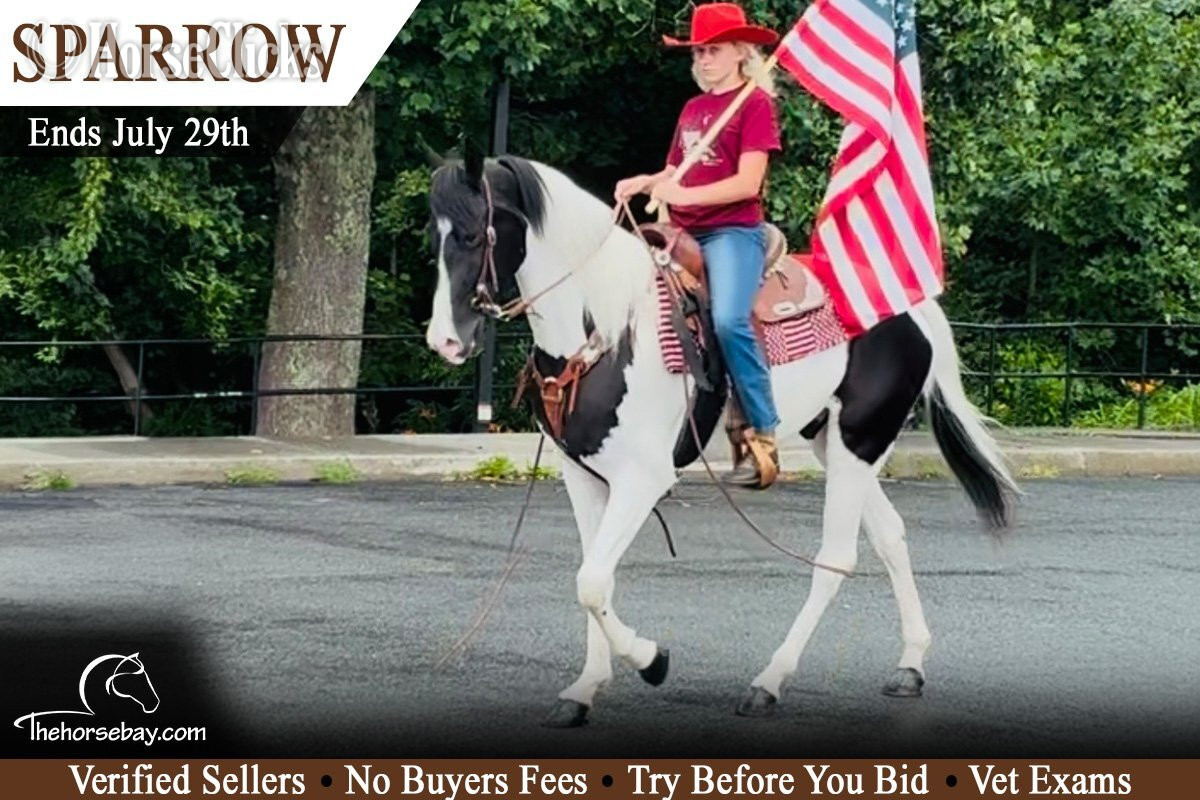 "Sparrow" Black Gelding Rocky Mountain in West Virginia
