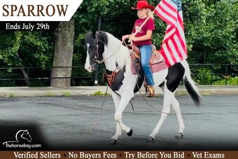 "Sparrow" Black Gelding Rocky Mountain