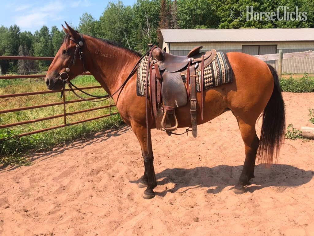"Betty" Bay Mare Mustang in Wisconsin
