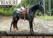 "Treasure" Grey Mare Tennessee Walker