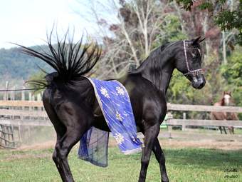 "Othello pma" Black Stallion Arabian