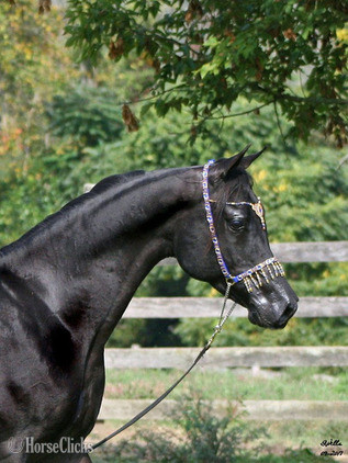 "Othello pma" Black Stallion Arabian
