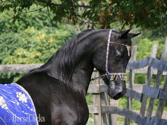 Pennsylvania "Othello pma" Black Stallion Arabian