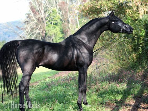"Othello pma" Black Stallion Arabian - Arabian in Pennsylvania