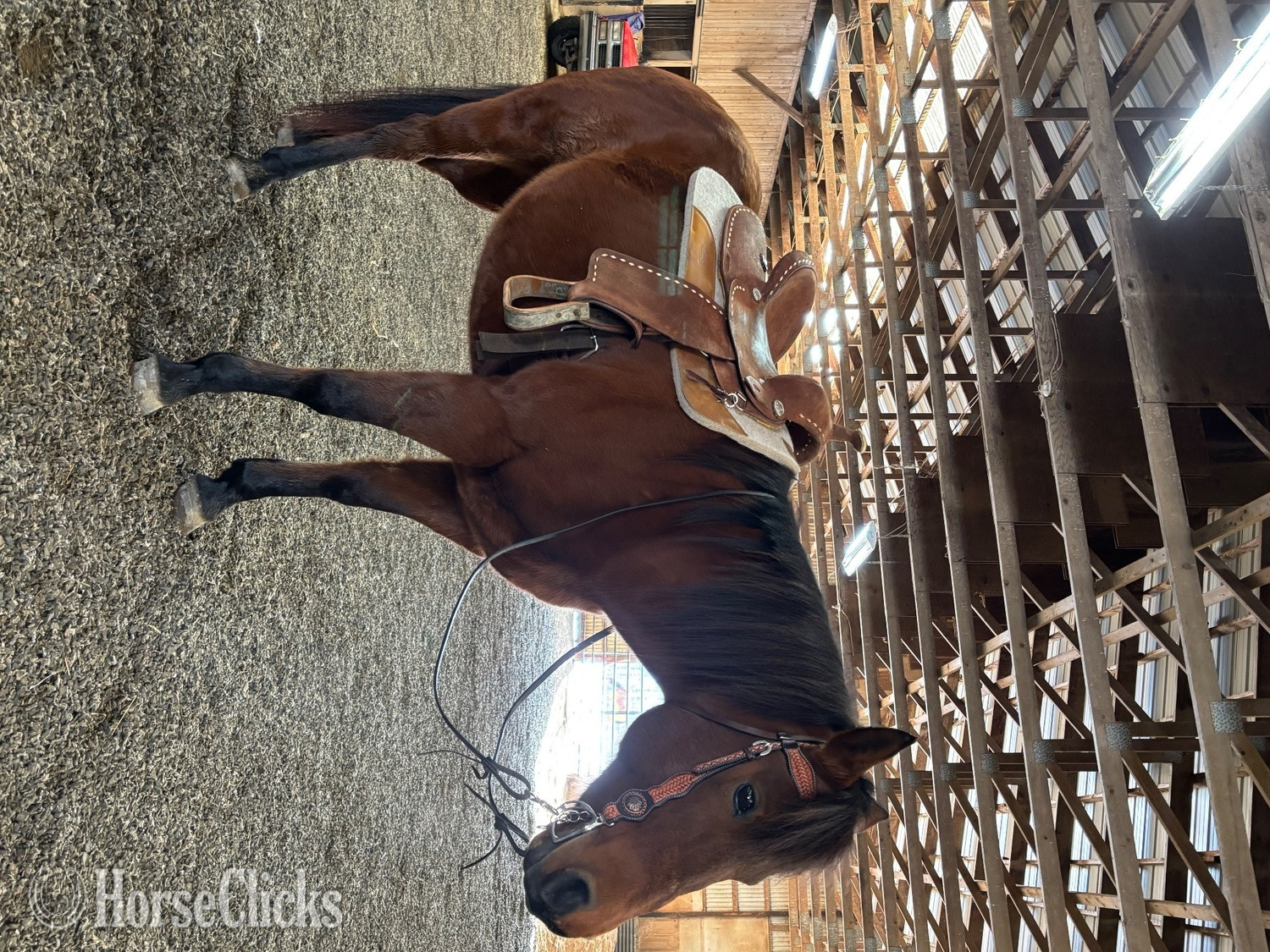 "Lucy" Bay Mare Quarter Horse in Pennsylvania