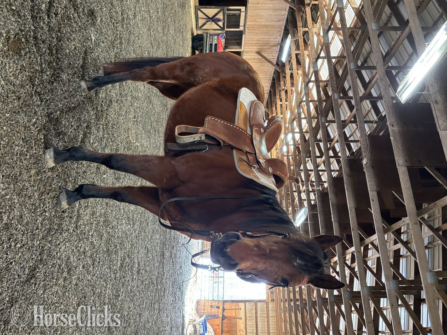 "Lucy" Bay Mare Quarter Horse