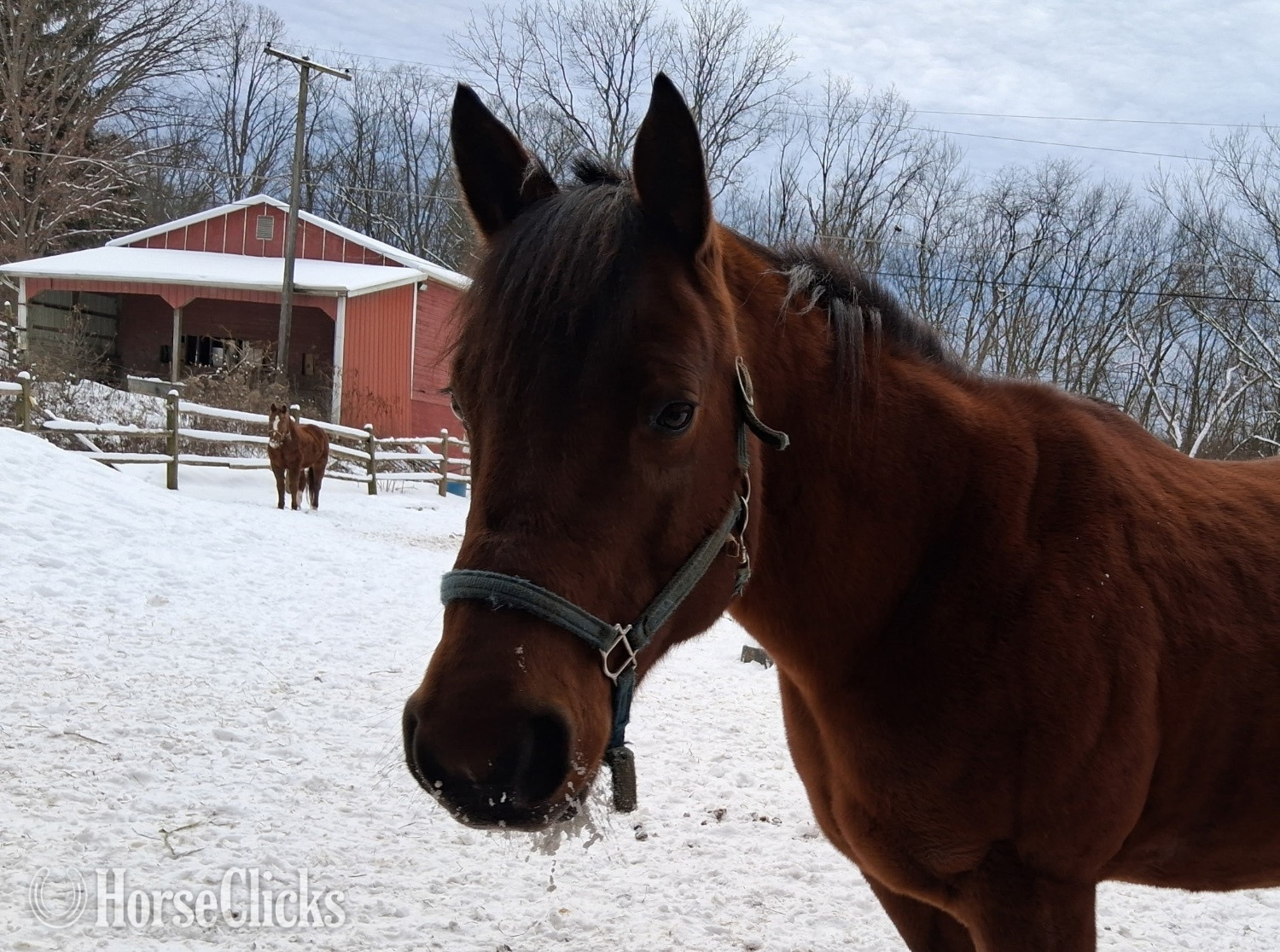 Pennsylvania "Lucy" Bay Mare Quarter Horse